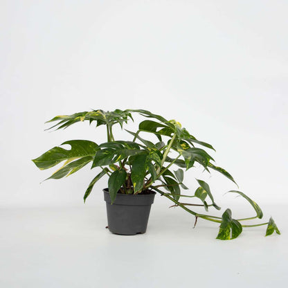 Other Green Houseplants Epipremnum 'Goldfinger' - Drachenranke - Höhe 25-35Cm - Ø17Cm 