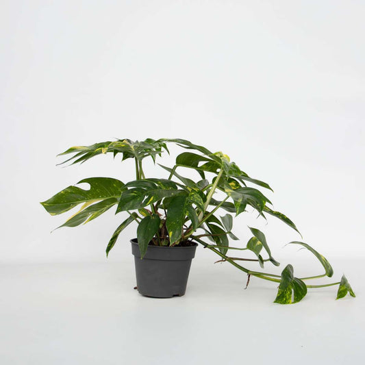 Other Green Houseplants Epipremnum 'Goldfinger' - Drachenranke - Höhe 25-35Cm - Ø17Cm 