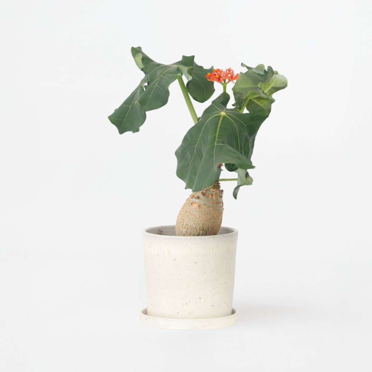 Jatropha Podagrica – Flaschenpflanze Höhe 25–45cm ⌀13cm – Tropische Sukkulente mit verdicktem Stamm & roten Blüten – Pflegeleichte Zimmerpflanze für helle Standorte 