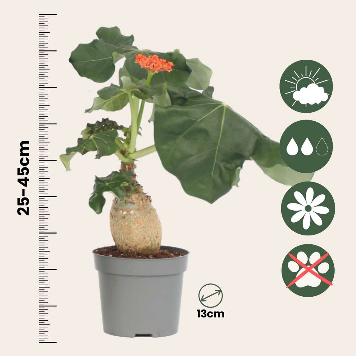 Jatropha Podagrica – Flaschenpflanze Höhe 25–45cm ⌀13cm – Tropische Sukkulente mit verdicktem Stamm & roten Blüten – Pflegeleichte Zimmerpflanze für helle Standorte 