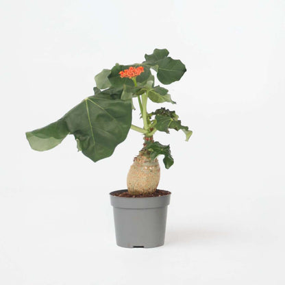 Jatropha Podagrica – Flaschenpflanze Höhe 25–45cm ⌀13cm – Tropische Sukkulente mit verdicktem Stamm & roten Blüten – Pflegeleichte Zimmerpflanze für helle Standorte 