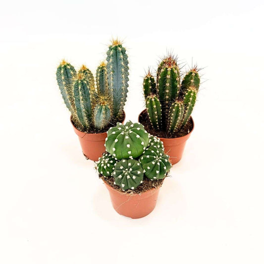 Cactus Kakteenmix - Set Von 3 - Kaktus - Höhe 15-20Cm - ⌀10,5Cm 