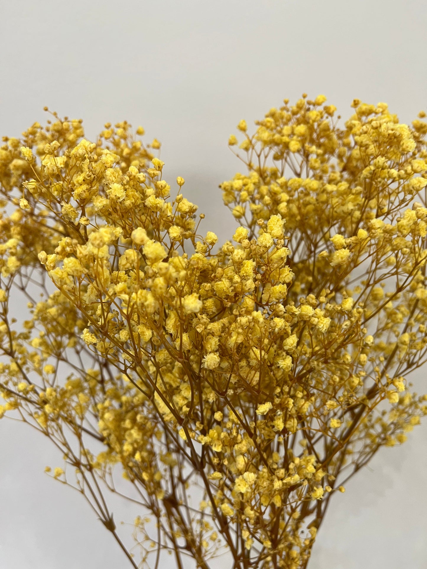 Gypsophilia | Schleierkraut: Ewige Schönheit für Deine Trockenblumensträuße und -kränze 