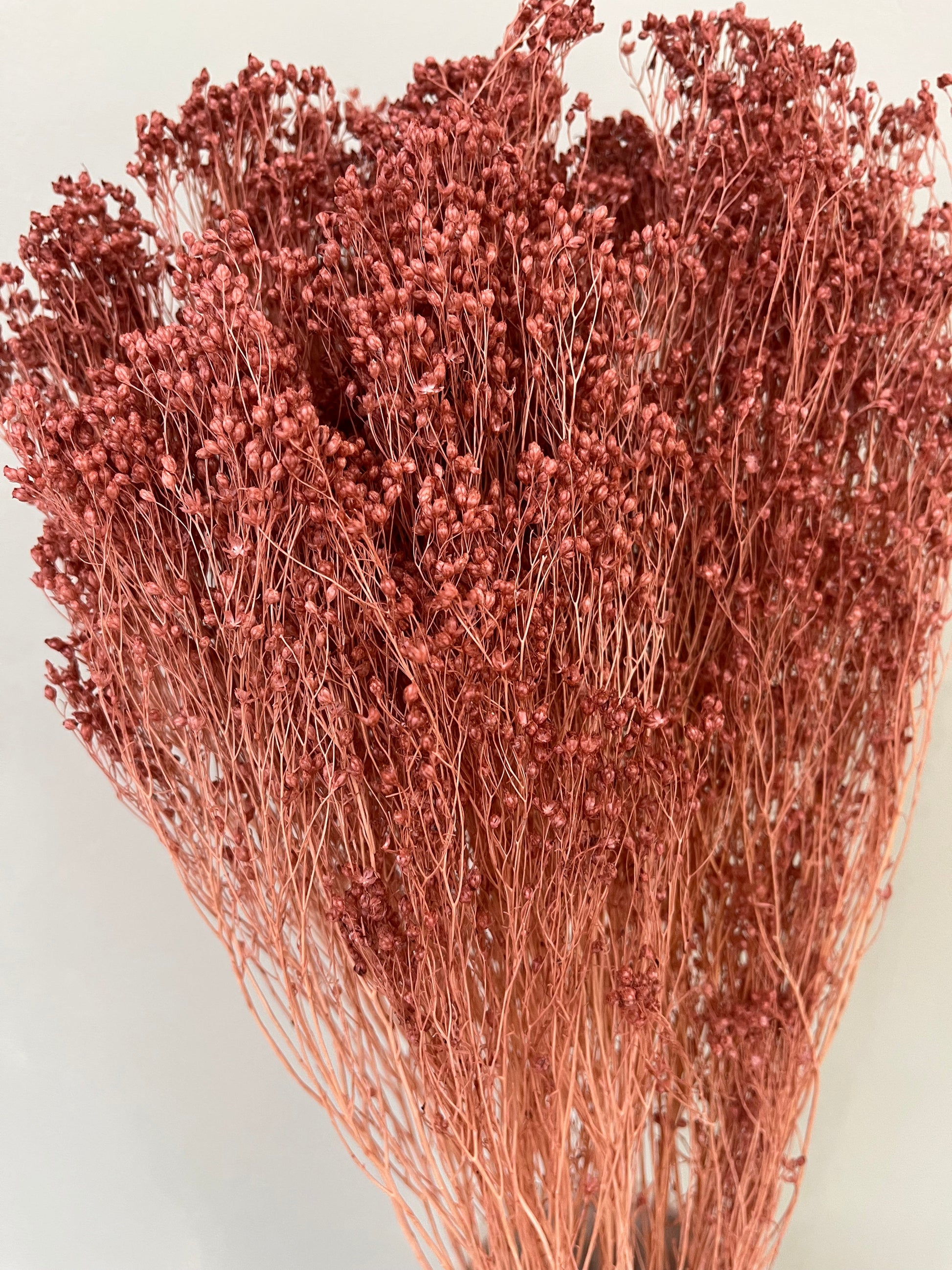 Broom Bloom - ein Bund 