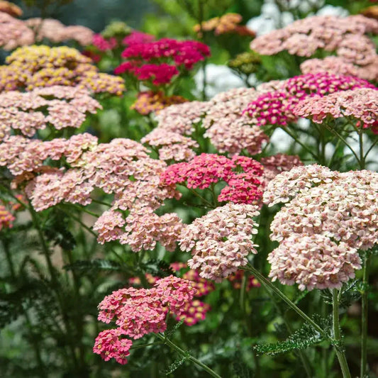 Achillea millefolium ‚Summer Berries‘ – Schafgarbe Samen – beerenrote Blüten – Schnittblume & Gartenstaude – 50 Samen 