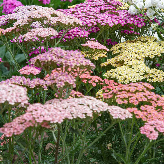 Achillea millefolium ‚Summer Pastell‘ – Schafgarbe Samen – Pastellfarbene Blüten – Schnittblume & Gartenstaude – 50 Samen 