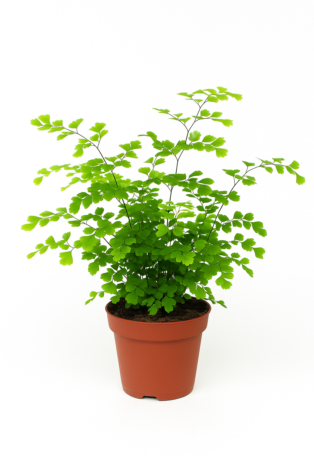 Frauenhaarfarn (Adiantum capillus-veneris) – 3 Pflanzen – eleganter Zimmerfarn für Schatten & Halbschatten – feingliedrig, pflegeleicht & luftreinigend – Zimmerpflanze 