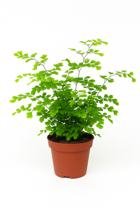 Frauenhaarfarn (Adiantum capillus-veneris) – 3 Pflanzen – eleganter Zimmerfarn für Schatten & Halbschatten – feingliedrig, pflegeleicht & luftreinigend – Zimmerpflanze 