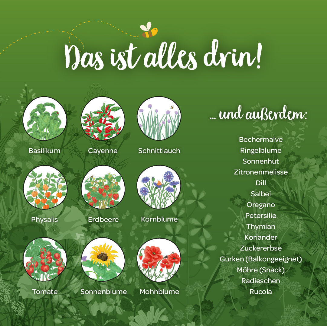 Saatgut-Adventskalender mit Türchen 