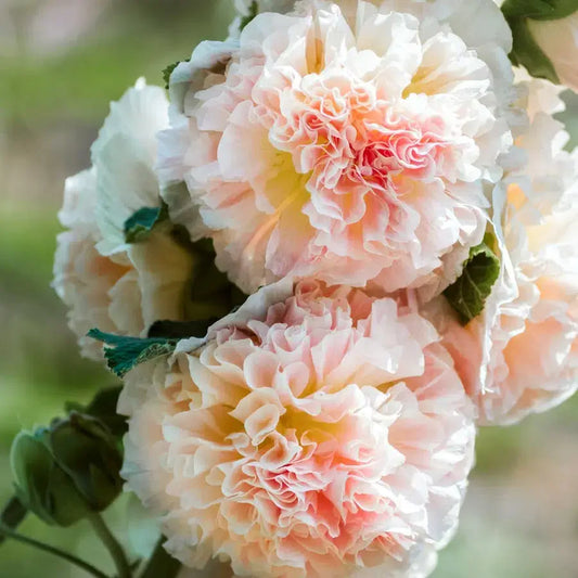 Alcea rosea ‚Queeny Salmon‘ – Stockrose Samen – Lachsrosa Blüten – Kompakte Sorte – Schnittblume & Gartenstaude – 25 Samen 
