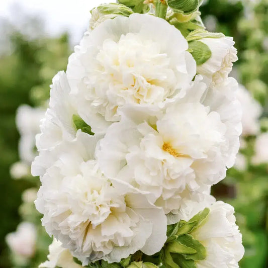 Alcea rosea ‚Queeny White‘ – Stockrose Samen – Reinweiße gefüllte Blüten – Kompakte Sorte – Mehrjährig – Schnittblume & Gartenpflanze – 25 Samen 