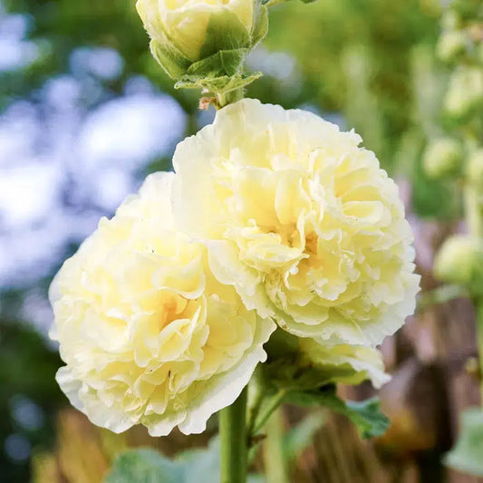 Alcea rosea ‚Queeny Yellow‘ – Stockrose Samen – Buttergelbe gefüllte Blüten – Kompakte Sorte – Mehrjährig – Bienenfreundlich – 25 Samen 