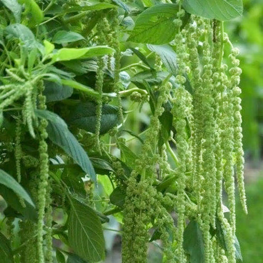 Amaranthus caudatus ‚Green Cascade‘ – Fuchsschwanz Samen – Grüne Kaskadenblüten – Schnittblume & Trockenblume – Einjährig – 100 Samen 