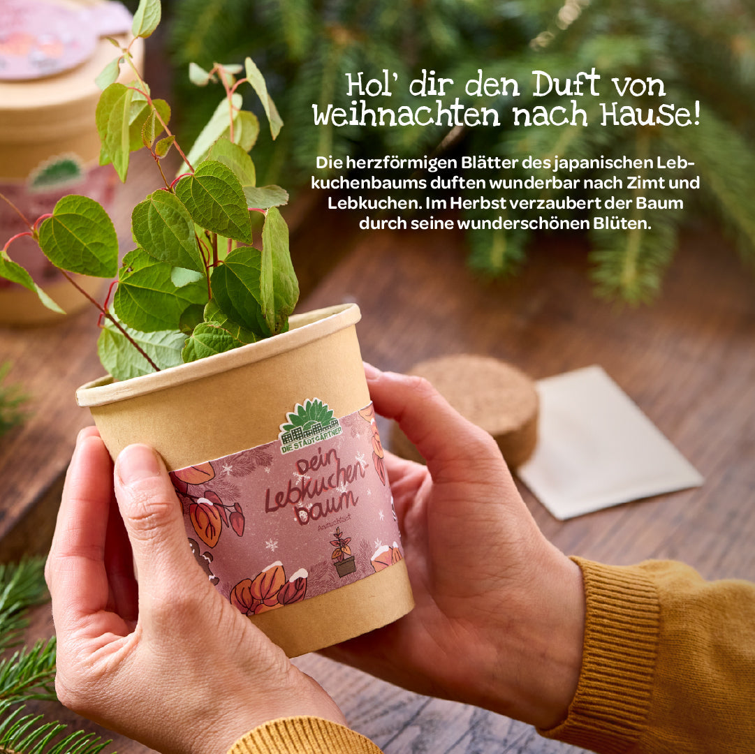 Lebkuchenbaum aus dem Becher 