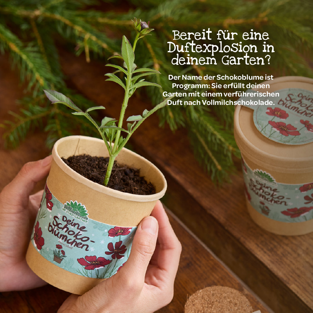 Schokoblumen aus dem Becher 