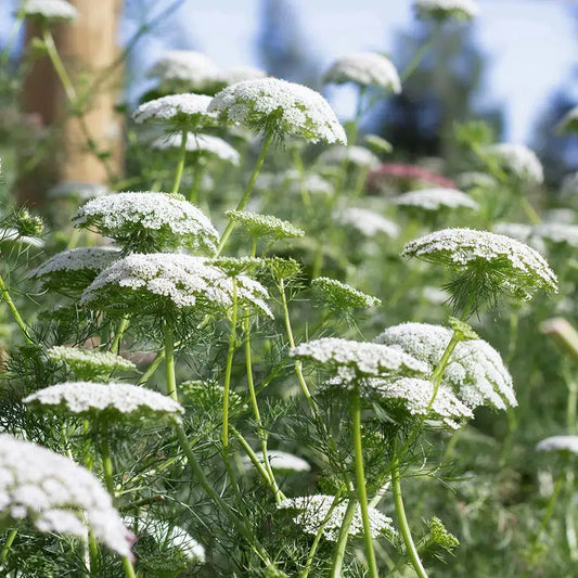 Ammi majus Knorpelmöhre Samen – Weiße Doldenblume – Schnittblumen Klassiker – Cool Flower – 100 Samen 