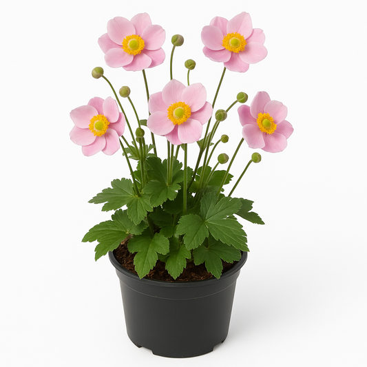 Anemone hupehensis (Herbst-Anemone) – gefüllt rosa blühend – winterharte Staude 60–70cm – pflegeleicht & insektenfreundlich für Halbschatten und sonnige Standorte 