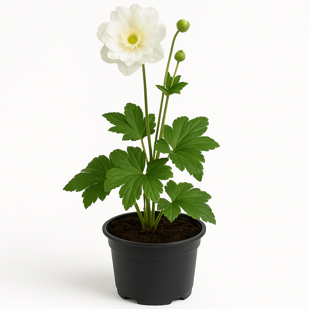 Anemone hupehensis (Herbst-Anemone) – gefüllt weiß blühend – winterharte Staude 60–70cm – dekorative Gartenpflanze für Sonne & Halbschatten 