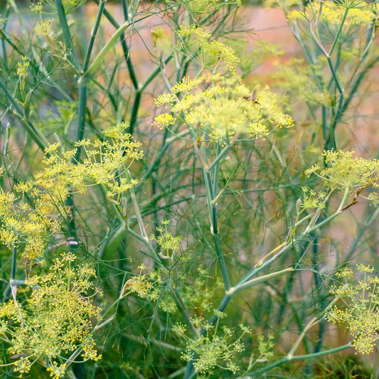 Anethum graveolens Dill Samen – Zier- & Schnittdill – Gelbgrüne Doldenblume – Cool Flower – 100 Samen 