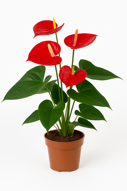 Anthurium andreanum – rote Flamingoblume – tropische Zimmerpflanze mit glänzenden Hochblättern – pflegeleicht & dekorativ – ideal für helle Innenräume 