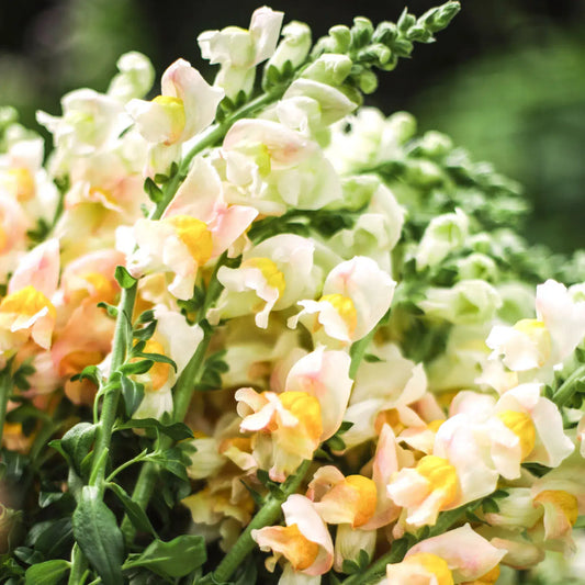 Antirrhinum majus Costa Apricot Löwenmäulchen Samen – Zweifarbige Schnittblume – Hohe Floristensorte – Cool Flower – 50 Samen 
