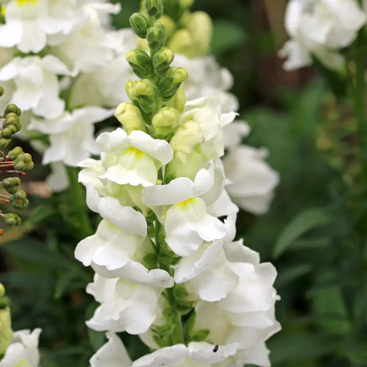 Antirrhinum majus Royal Bride Löwenmäulchen Samen – Weiße Schnittblume – Hohe Sorte – Cool Flower – 50 Samen 