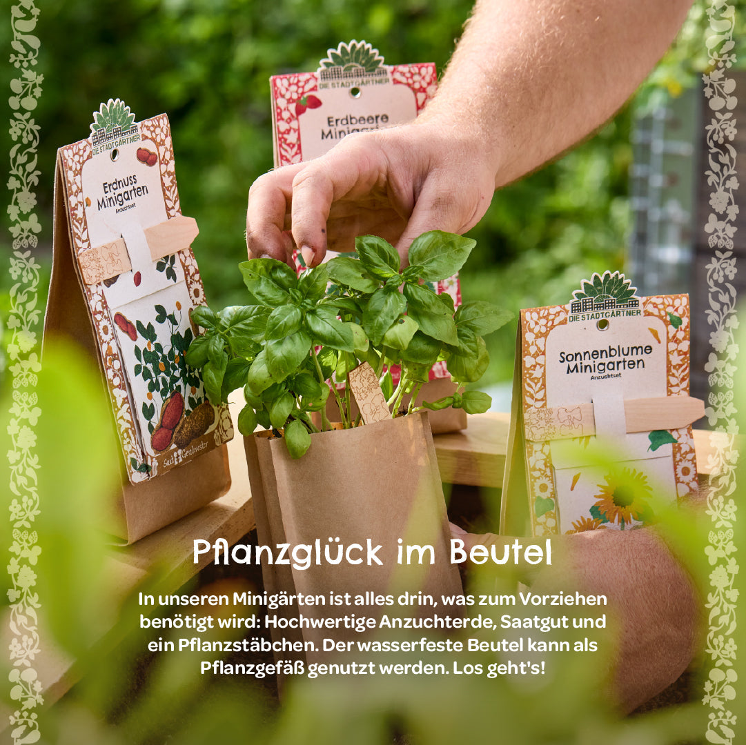 Anzuchtset – Minigarten BIO-Physalis 