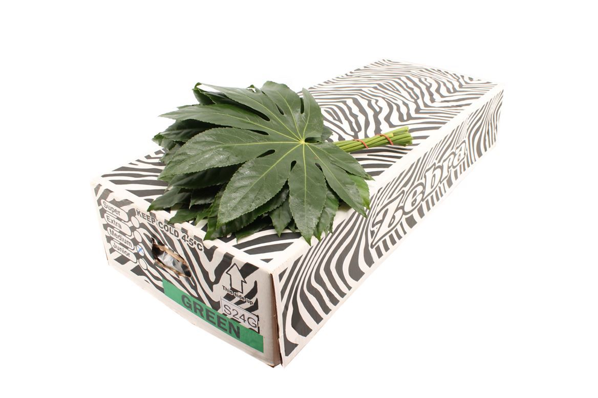 Aralia Blätter 50Stiele – 5Bund à 10Stiele – Schnittgrün 35cm Stiellänge – dekoratives Blattgrün für Vase, Strauß & Floristik – ideal für Hochzeit, Event & Tischdeko 