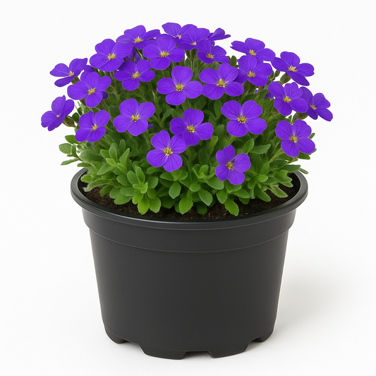 Aubrieta (Blaukissen) ‘Audrey Blue Shades’ – immergrüne Polsterstaude 10cm – blau blühend April–Mai – winterhart & insektenfreundlich für Steingarten, Mauer & Beet 