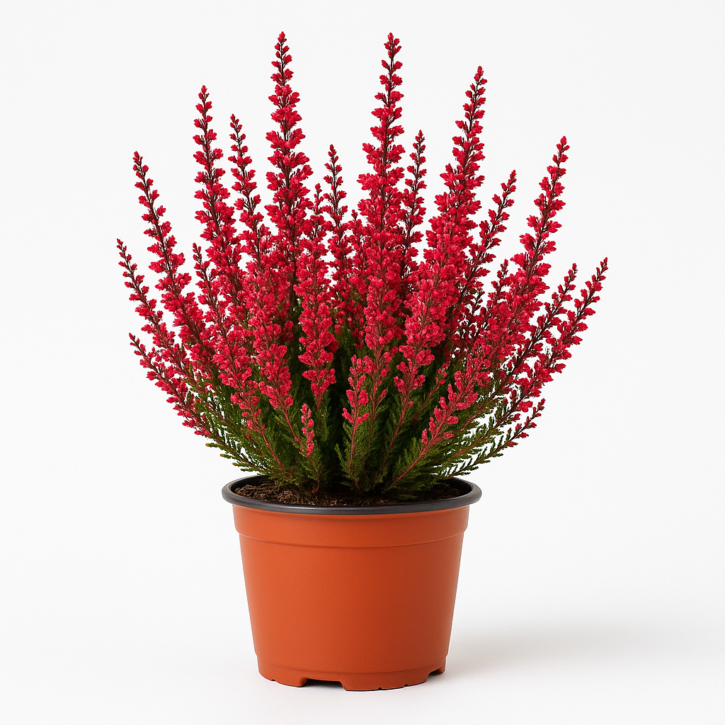 Besenheide (Calluna vulgaris) – rot blühendes Heidekraut – winterharte & immergrüne Staude für Beet, Kübel & Steingarten – pflegeleicht, bienenfreundlich & robust 