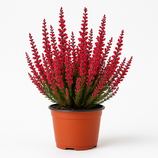 Besenheide (Calluna vulgaris) – rot blühendes Heidekraut – winterharte & immergrüne Staude für Beet, Kübel & Steingarten – pflegeleicht, bienenfreundlich & robust 