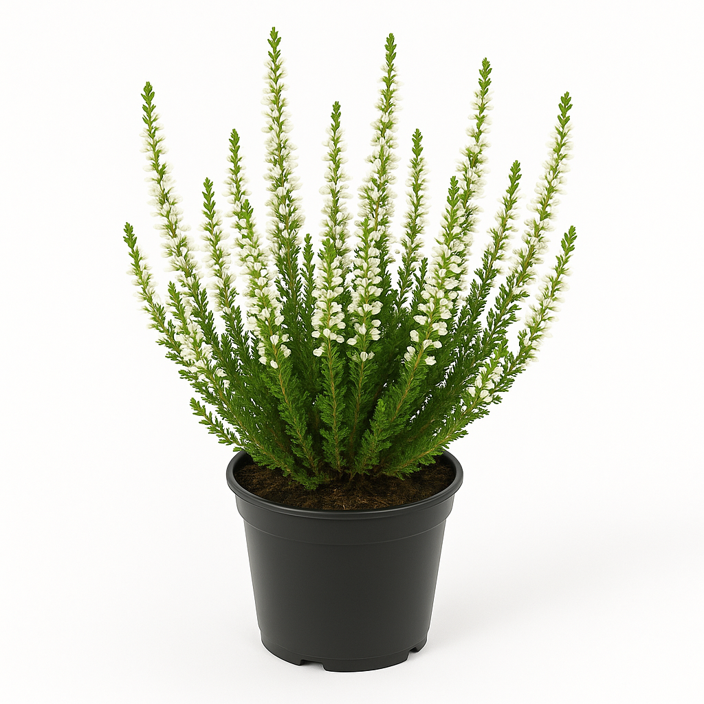 Besenheide (Calluna vulgaris) – 6 Pflanzen – weiß blühendes Heidekraut – winterharte & immergrüne Staude für Garten, Beet & Kübel – pflegeleicht & insektenfreundlich 