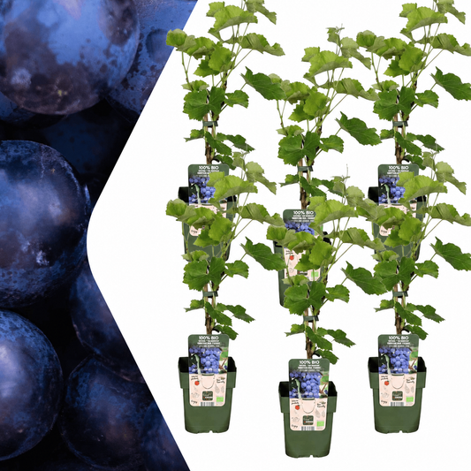 Bio Weintraube Vitis vinifera – Biologische Weinpflanzen – Ø13cm – ↕20cm – Frostbeständig & Vieltragend – Für Garten, Terrasse & Balkon