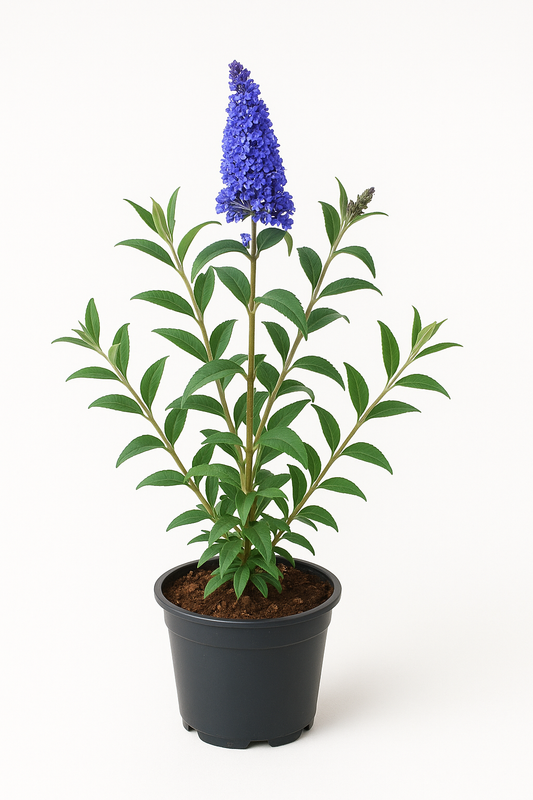 Buddleja davidii ‘Ellen’s Blue’ – Sommerflieder / Schmetterlingsstrauch – blauviolette Blüten, stark duftend & insektenfreundlich – winterhart & pflegeleicht für Garten, Beet & Kübel 