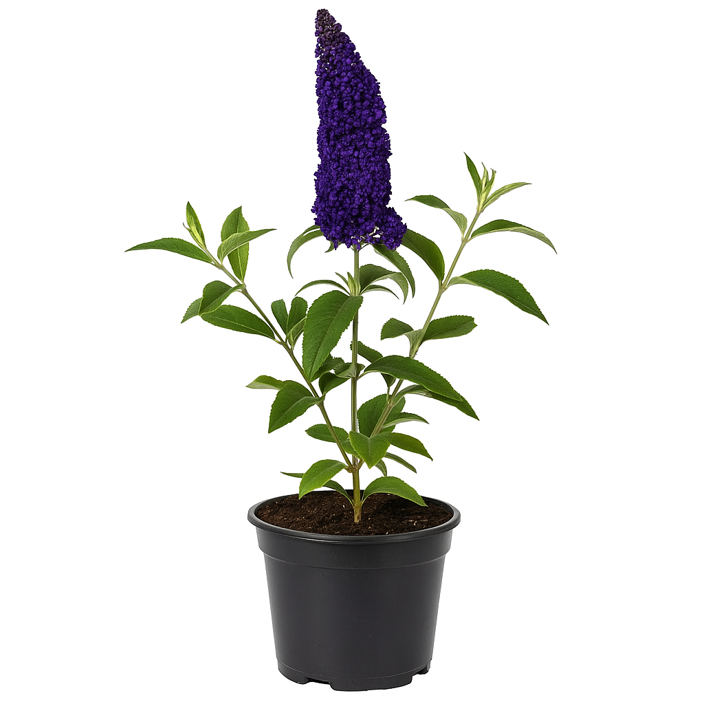 Buddleja davidii ‘Gulliver’ – Riesenblütiger Sommerflieder / Schmetterlingsstrauch – stark duftend & insektenfreundlich – lila-gelbe Blüten, winterhart & pflegeleicht für Garten, Beet & Hecke 