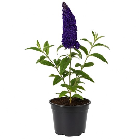 Buddleja davidii ‘Gulliver’ – Riesenblütiger Sommerflieder / Schmetterlingsstrauch – stark duftend & insektenfreundlich – lila-gelbe Blüten, winterhart & pflegeleicht für Garten, Beet & Hecke 