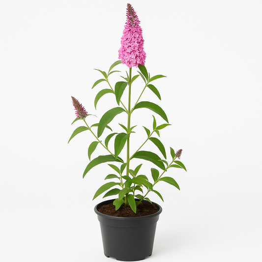 Buddleja davidii ‘Pink Delight’ – Sommerflieder / Schmetterlingsstrauch – dunkelrosa Blüten, duftend & insektenfreundlich – winterhart & pflegeleicht für Garten, Beet & Kübel 