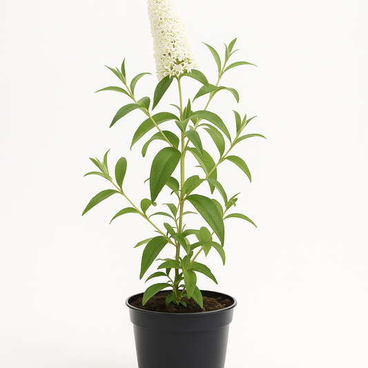 Buddleja davidii ‘White Profusion’ – weißblühender Sommerflieder & Schmetterlingsstrauch – duftender Zierstrauch, insektenfreundlich & winterhart – ideal für Garten, Beet & Kübel 