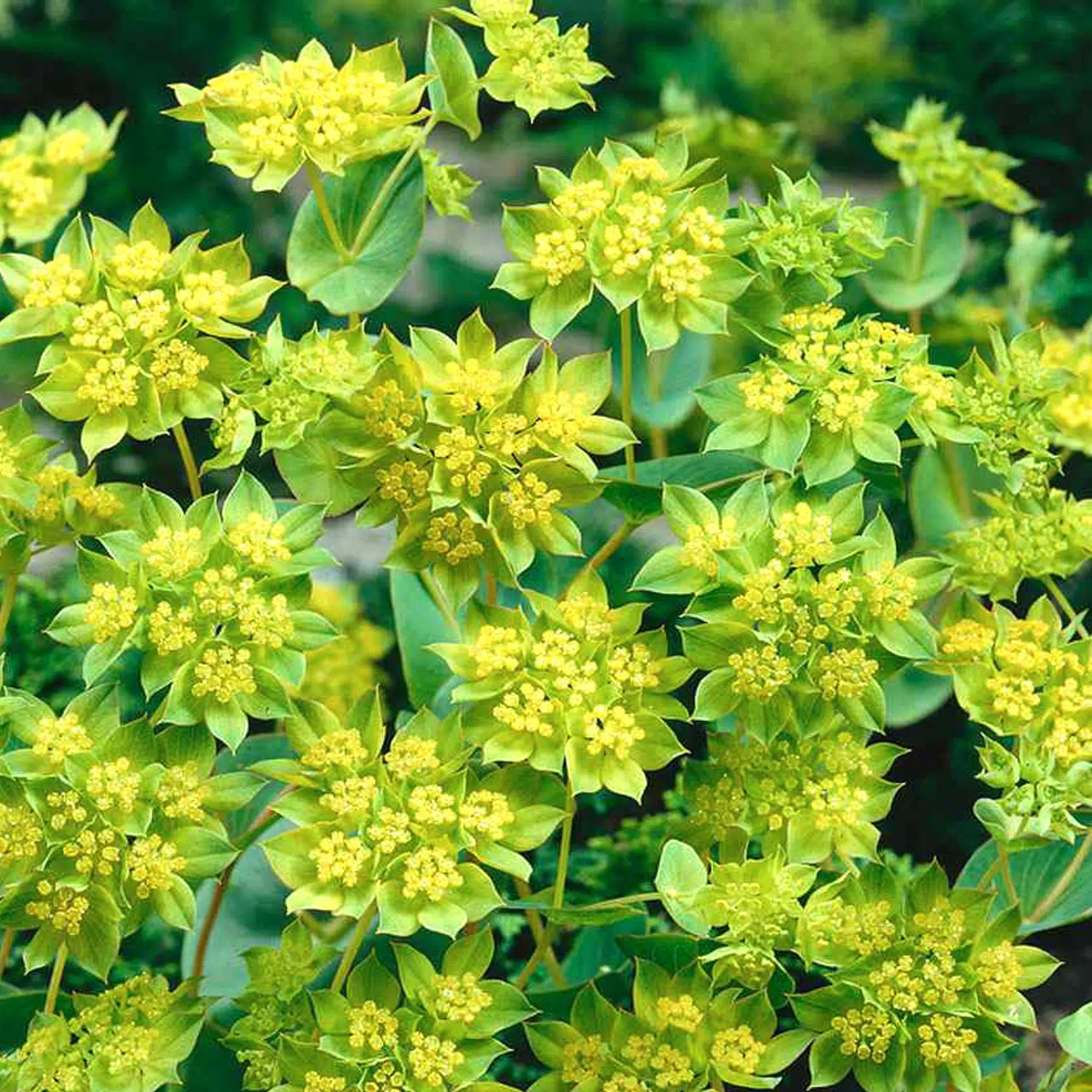 Bupleurum rotundifolium Griffithii – Hasenohr Samen – Chartreusegrüne Blüten – Perfekte Schnittblumen-Füllpflanze – Cool Flower für Garten, Beet & Floristik 