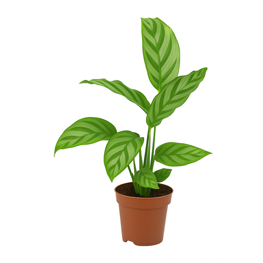 Calathea – tropische Zimmerpflanze mit dekorativen Blättern – luftreinigende Schattenpflanze für Wohnraum & Büro – pflegeleicht & exotisch 