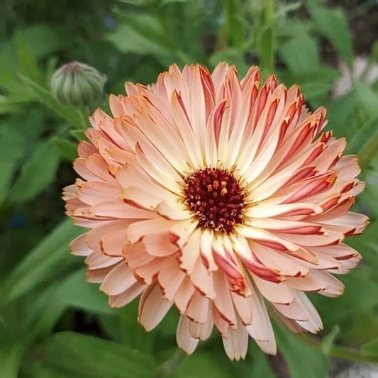 Calendula Bronzed Beauty – Ringelblumen Samen – Pfirsichfarbene Blüten mit schokoladenbrauner Mitte – Schnittblume mit langen Stielen – Schnell blühende Cool Flower 