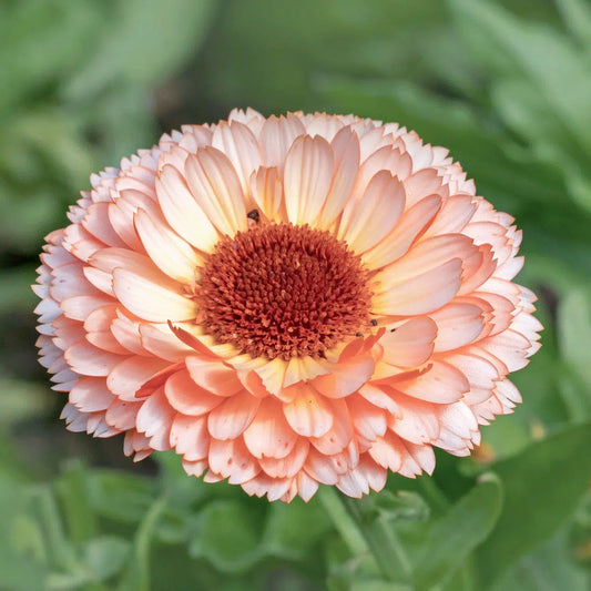 Calendula Pink Surprise – Ringelblumen Samen – Zartrosa Blüten mit Apricot-Mitte – Schnell blühende Cool Flower – Schnittblume für Beet, Garten & Balkon 