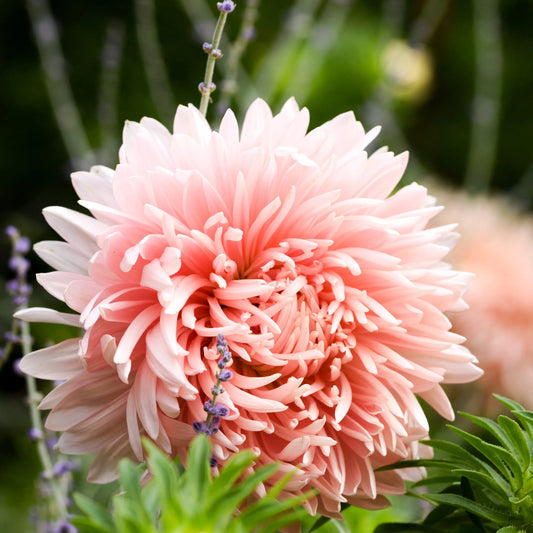 Callistephus chinensis King Size Apricot – Sommeraster Samen – Riesige gefüllte Blütenbälle in Apricot Rosa – Schnittblume für Beet & Garten – Extra lange Haltbarkeit 