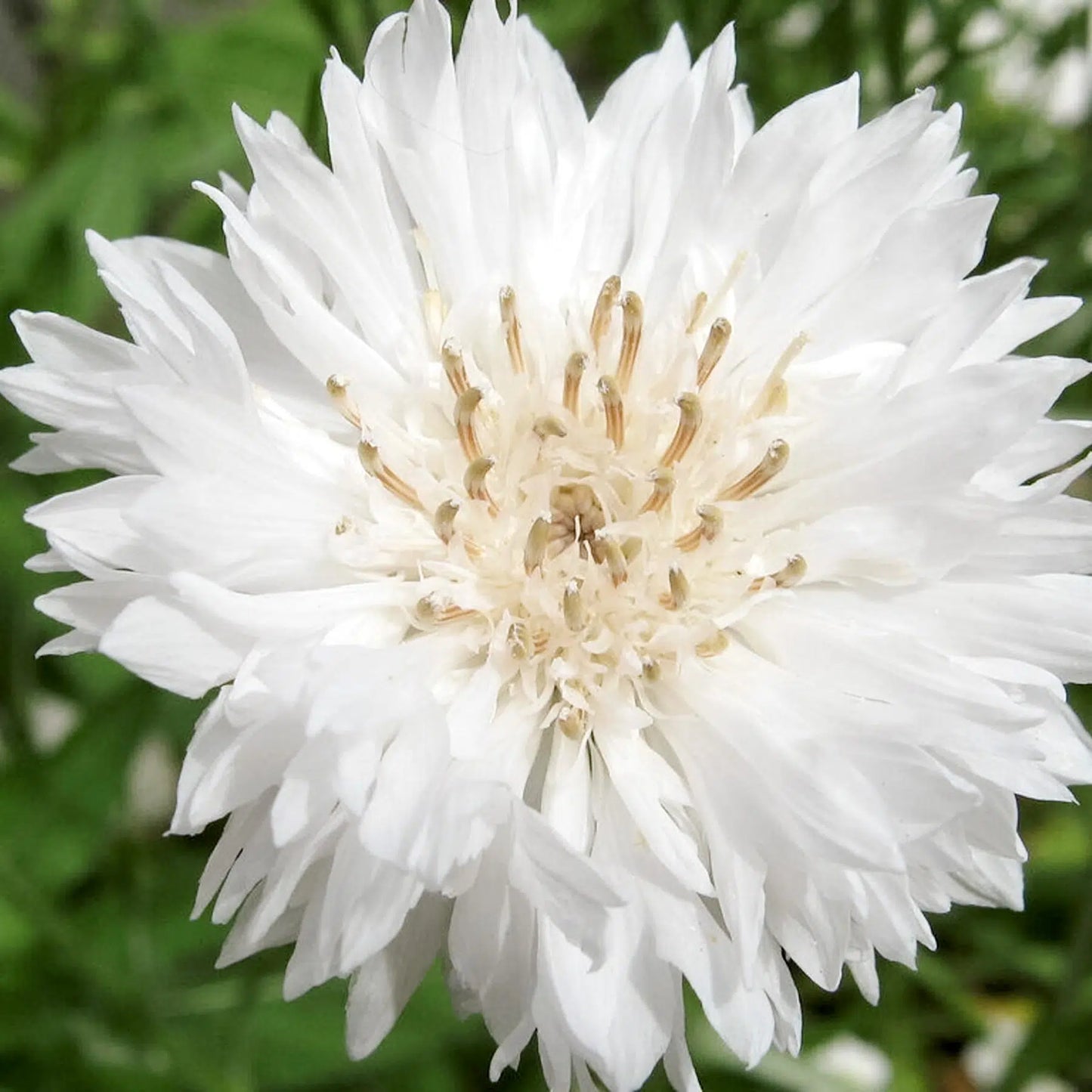 Centaurea cyanus White Ball – Kornblumen Samen – Reinweiße Blüten – Elegante Cool Flower Schnittblume – Ideal für Beet, Garten & helle Blumensträuße 