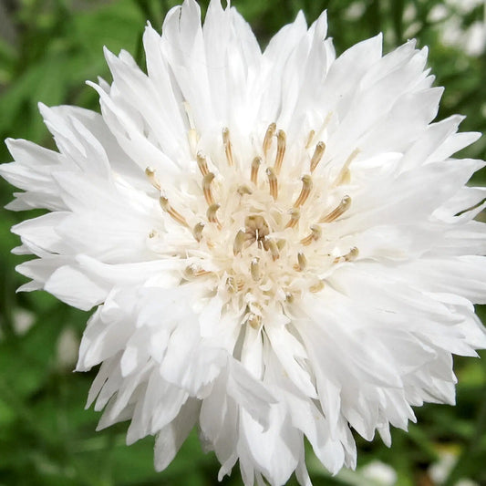 Centaurea cyanus White Ball – Kornblumen Samen – Reinweiße Blüten – Elegante Cool Flower Schnittblume – Ideal für Beet, Garten & helle Blumensträuße 