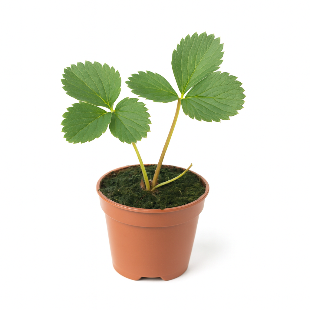 Erdbeere Fragaria x Ananassa Kaisers Sämling – 3 Pflanzen – Aromatische historische Gartenerdbeere – Sonnig bis halbschattig – Pflegeleicht & ertragreich für Beete & Hochbeete 