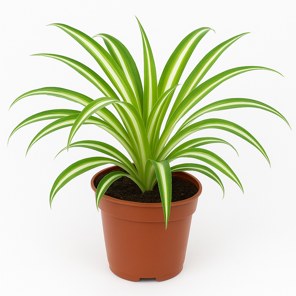 Grünlilie (Chlorophytum) – pflegeleichte Zimmerpflanze mit hängenden Trieben – ideal für sonnige bis schattige Standorte – luftreinigend & robust 