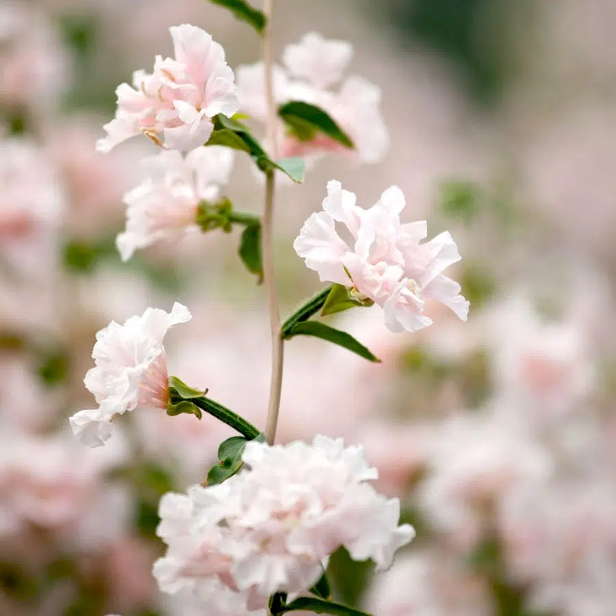 Clarkia unguiculata Appleblossom – Mandelröschen Samen – Rosa-Weiße Blüten wie Apfelblüten – Sommerblume für Beet, Rabatte & Schnittblumen 
