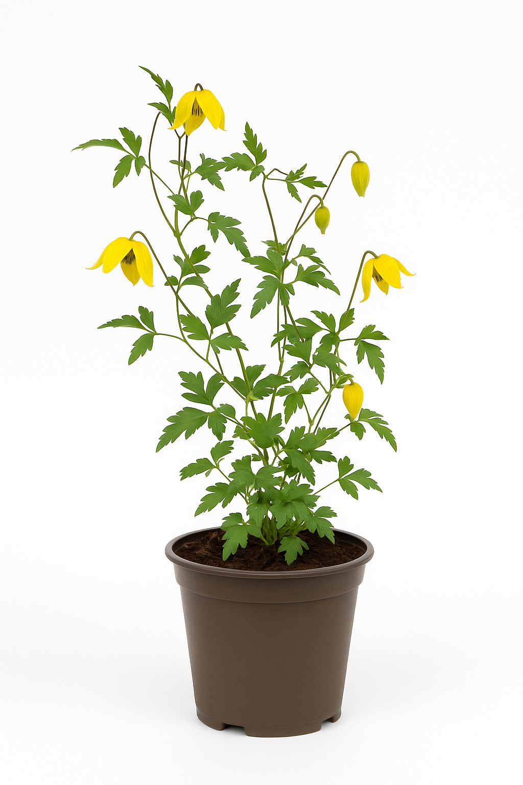 Clematis tangutica – Goldgelbe Mongolische Waldrebe – winterharte, stark wachsende Kletterpflanze mit glockenförmigen Blüten Juni–Oktober – ideal für Pergolen, Zäune & Fassaden 