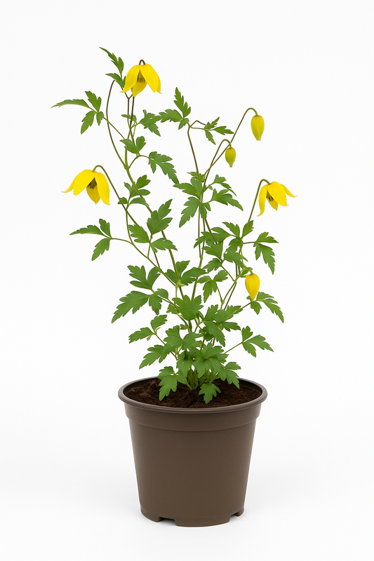 Clematis tangutica – Goldgelbe Mongolische Waldrebe – winterharte, stark wachsende Kletterpflanze mit glockenförmigen Blüten Juni–Oktober – ideal für Pergolen, Zäune & Fassaden 